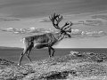 657 - reindeer - KITCHINGMAN Bernadette - united kingdom